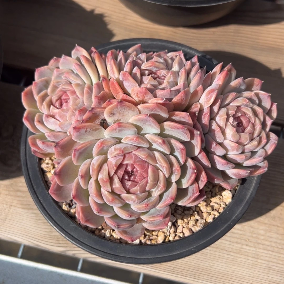 新颖后代模特多肉多多