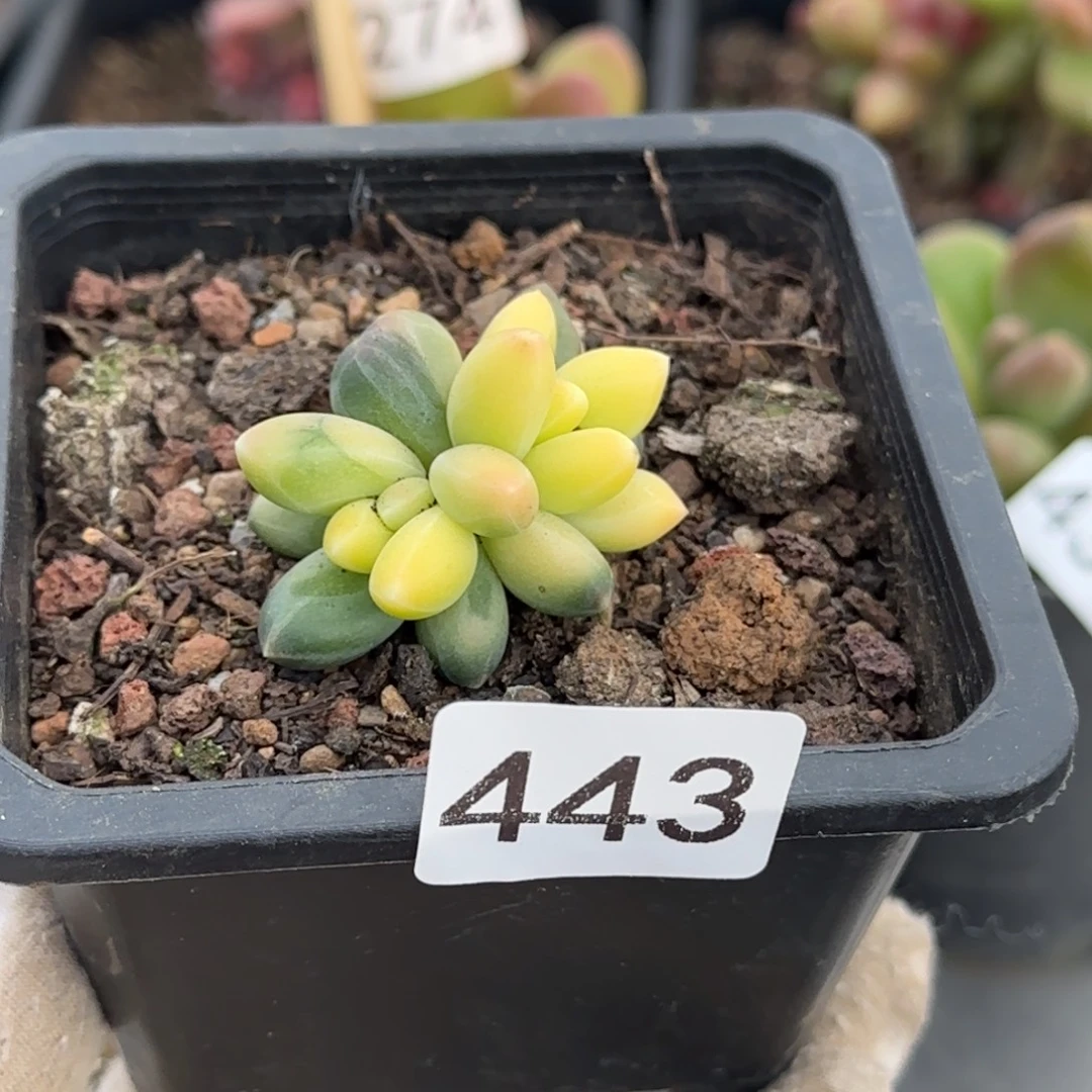 443号一物一拍一物一拍