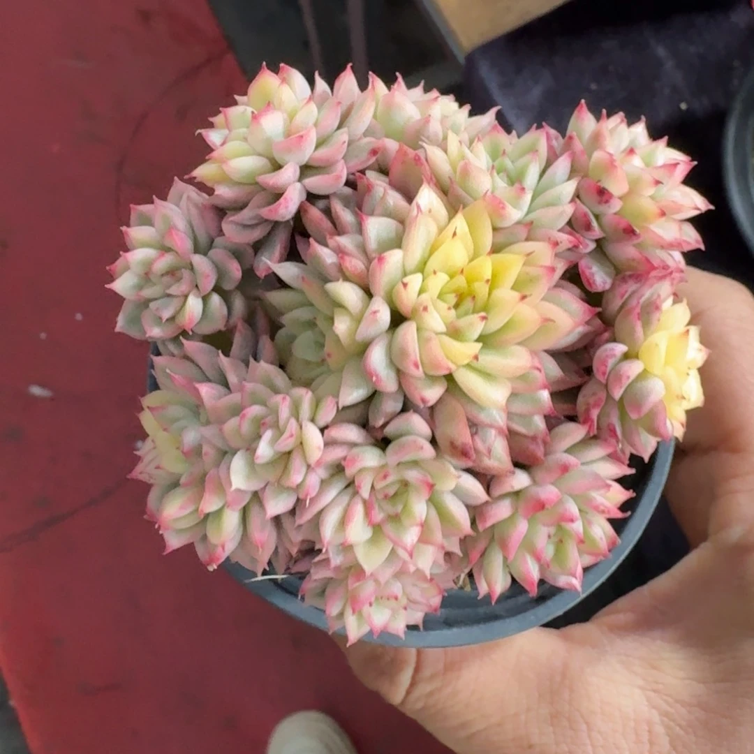 ~**~10厘米的尺寸一物一拍的