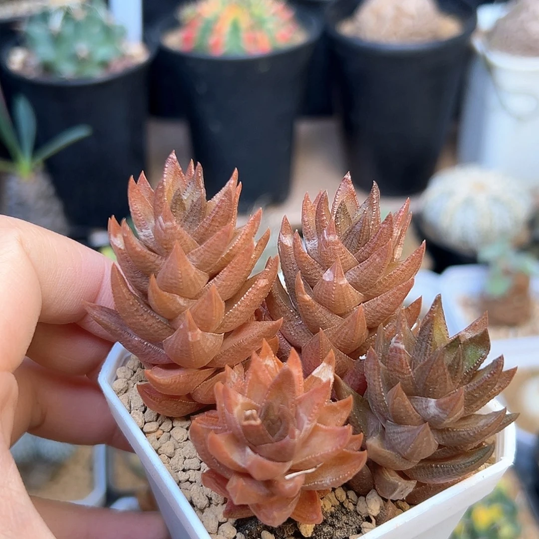 无花朵红叶蜥蜴群一颗