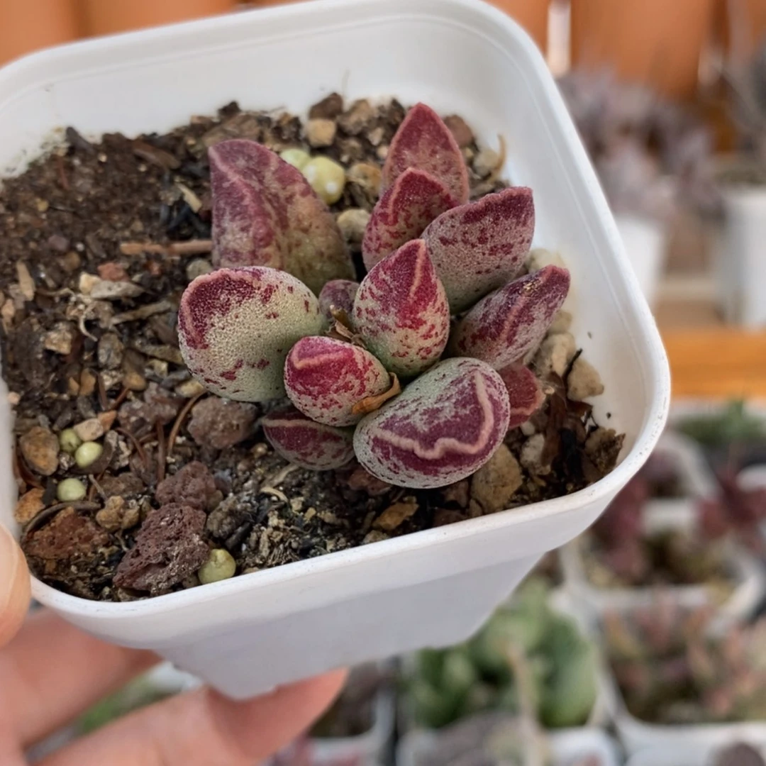 【闪购商品】无花朵艾薇