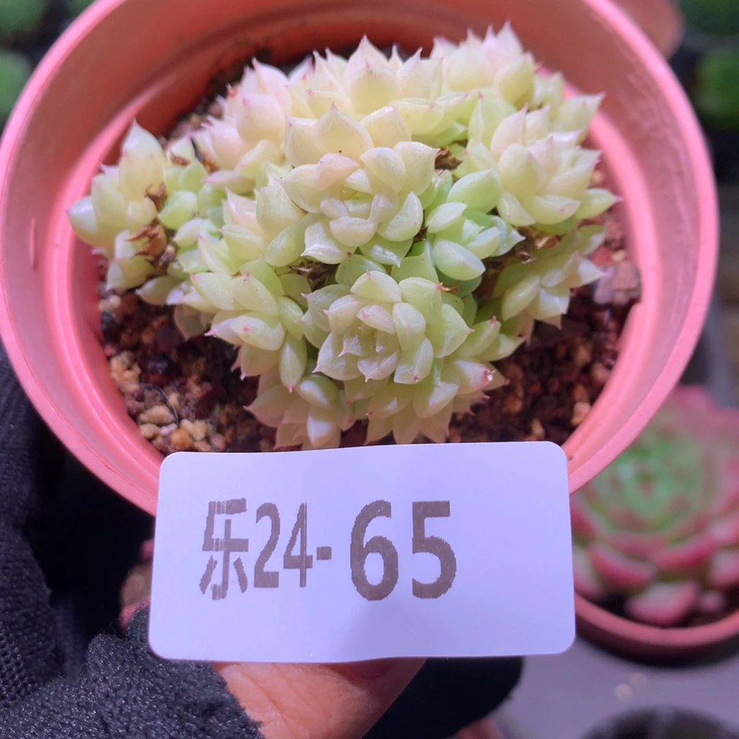 乐然24-65 麦秆群