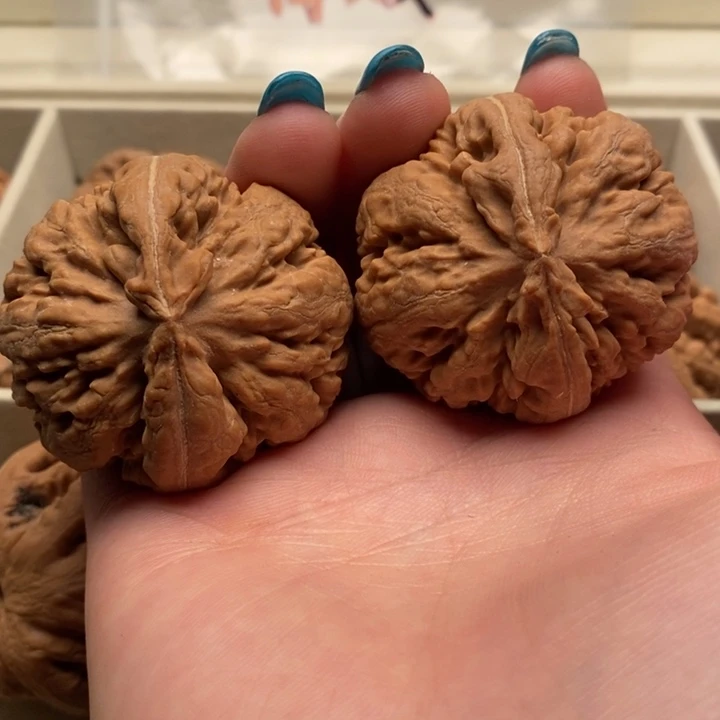 泰***山霸王龙全品无修一刀没动