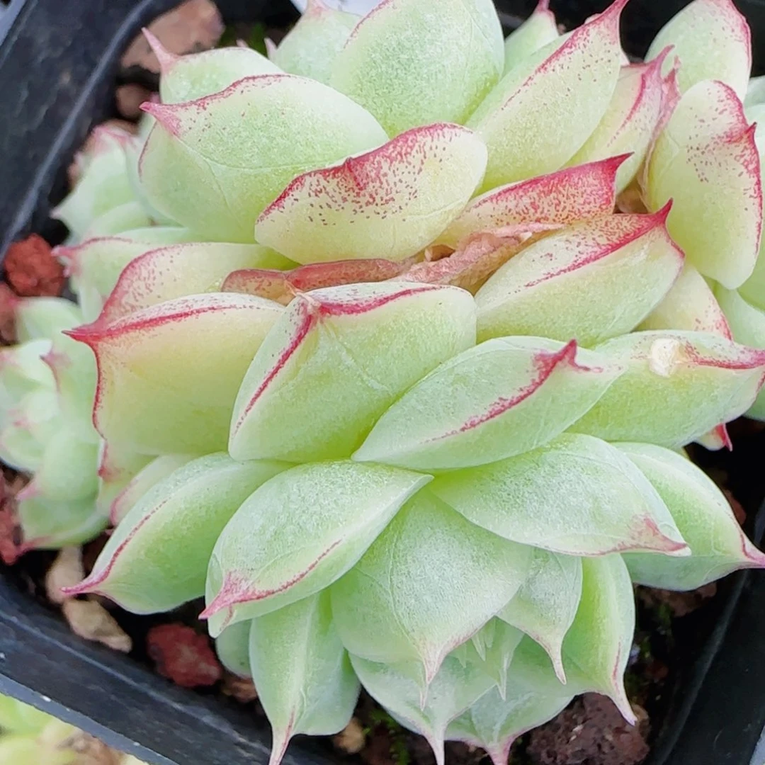 *****花语逸镜0711-83散