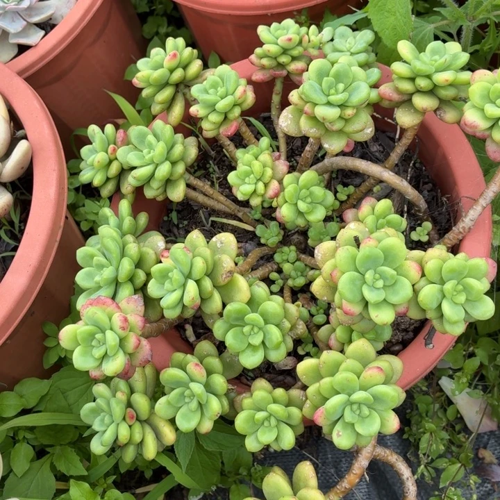 香格里拉。。。。。。。。。。。。。。。。。