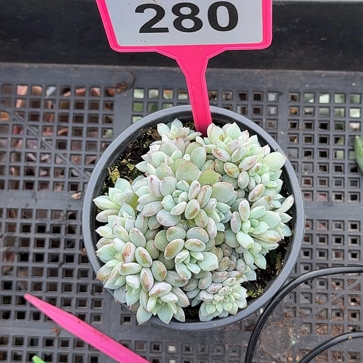 多肉植物星星橙缀化280