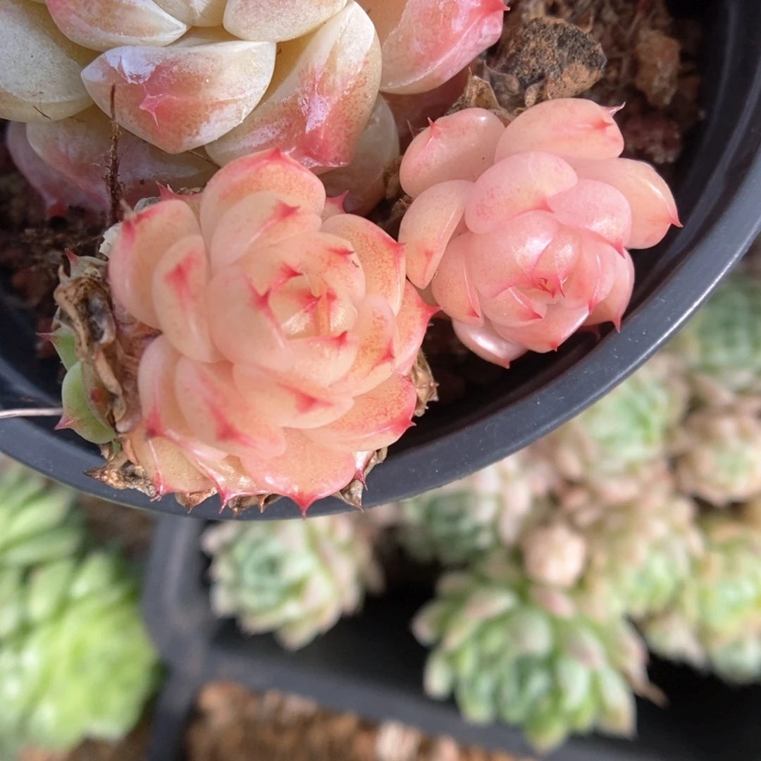 橘***糖小麦秆可拍。