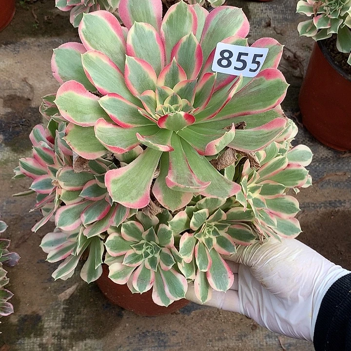 多肉植物布加迪855