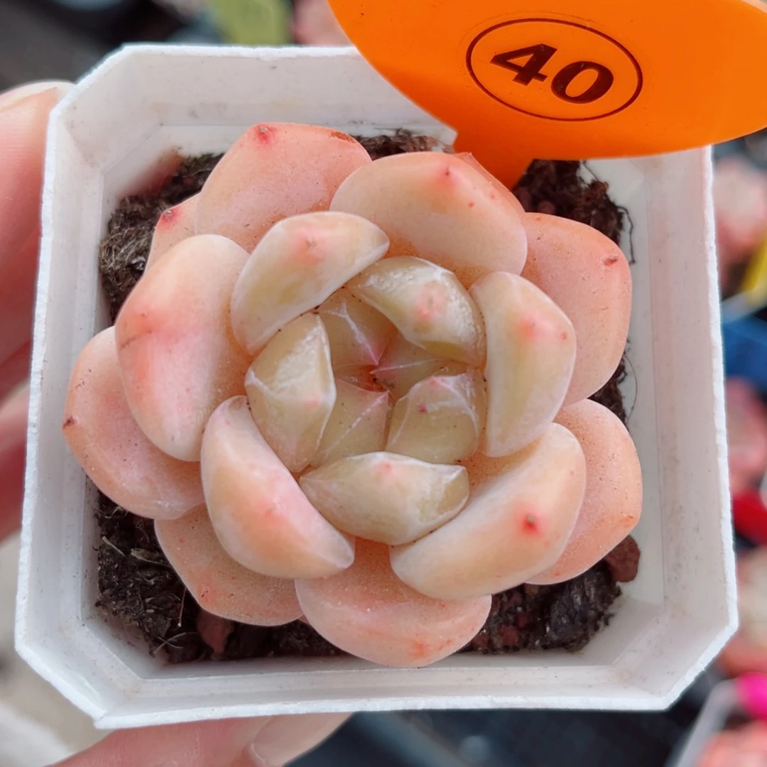 40号小老桩糖心单头