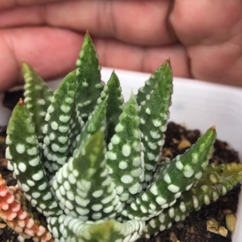 小型丸叶泪珠硬叶