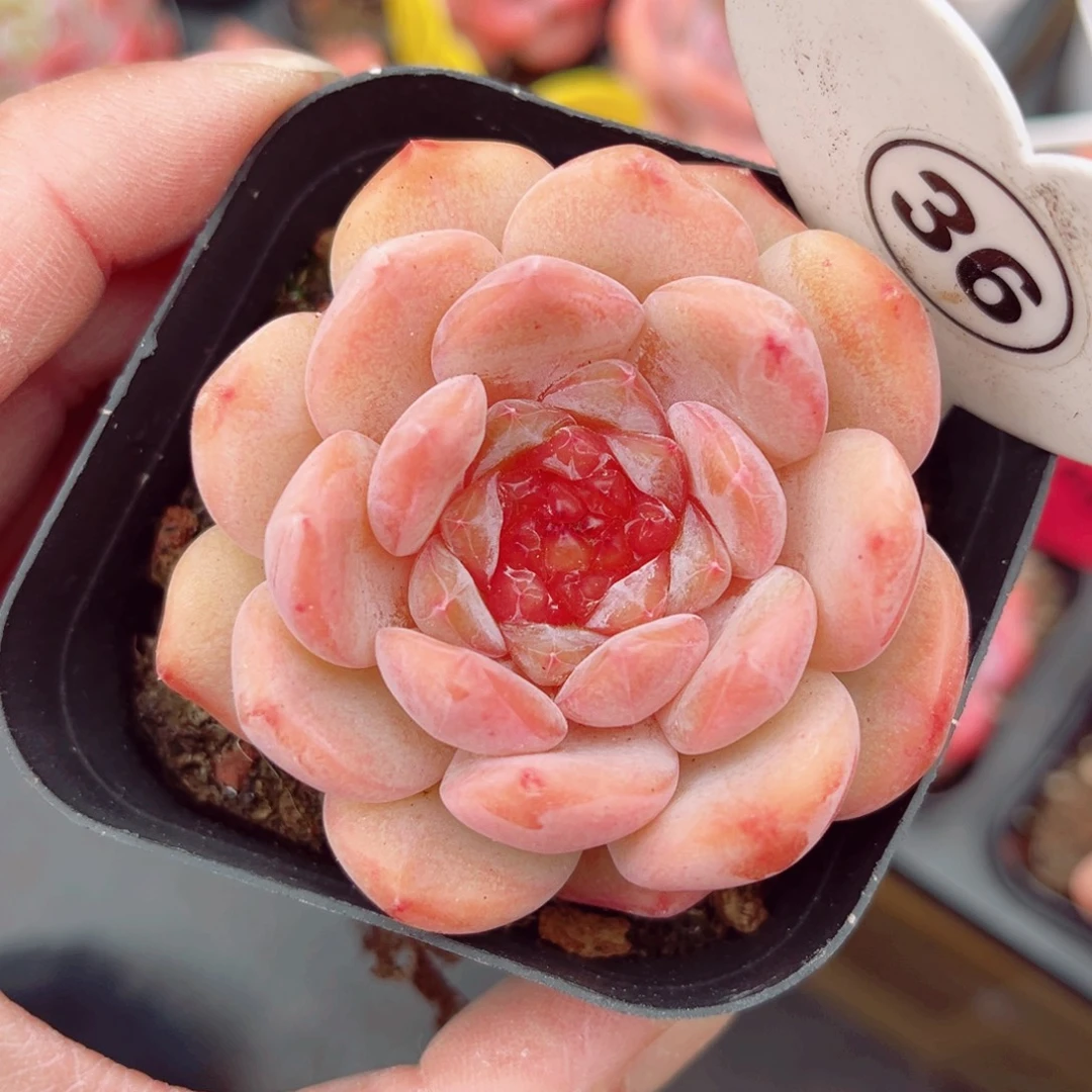 36号小老桩糖心单头