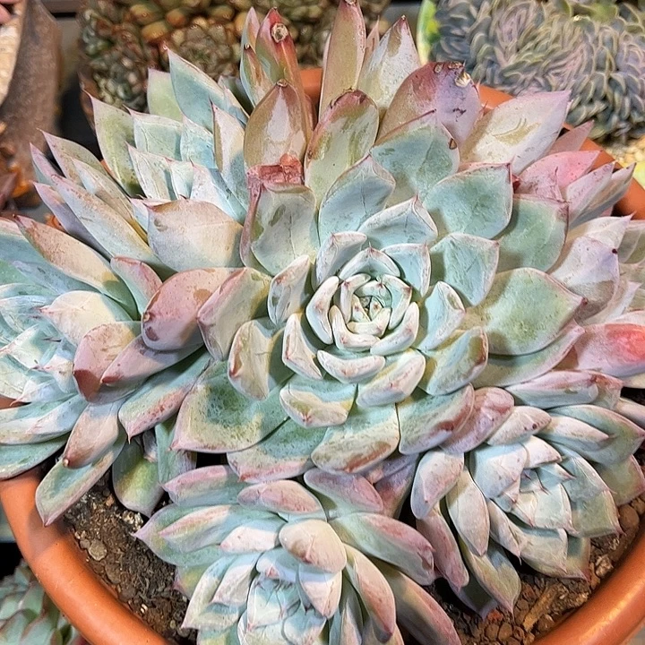 多肉植物一物一拍