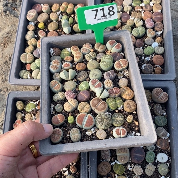 三***月生石花等植物的生长718