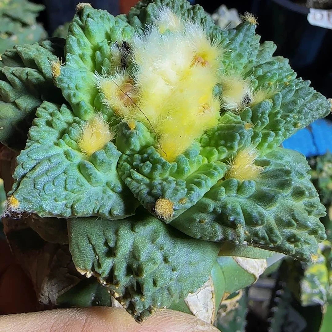 哥怒225仙人球开花