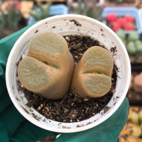 多肉肉锥 蛋糕风铃