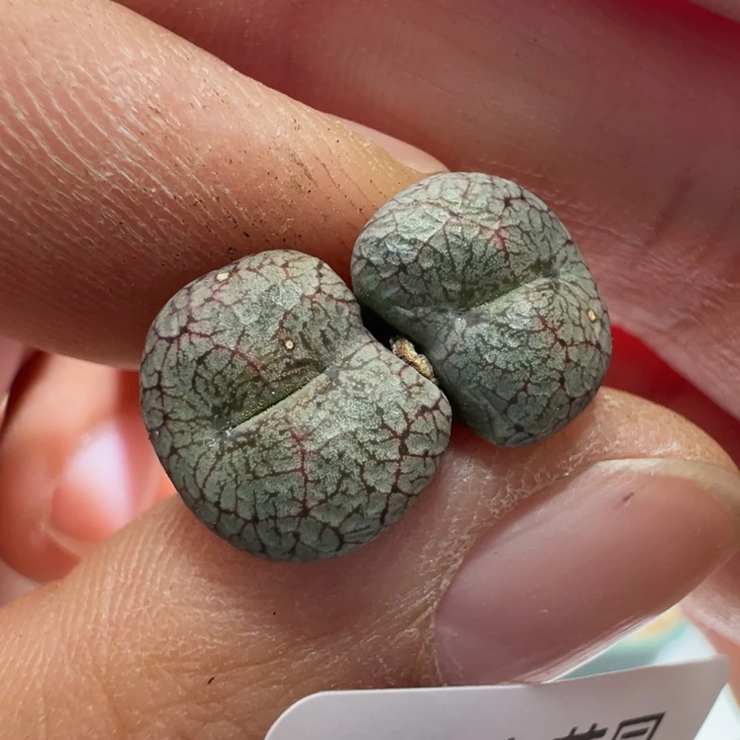 369。青蛙 大型康菩提