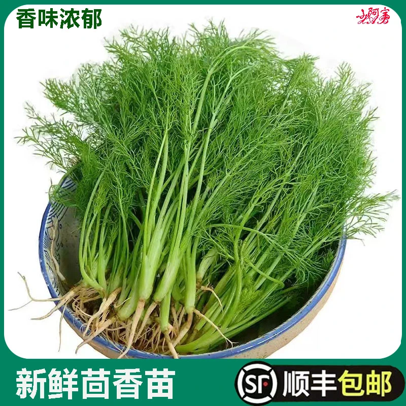 茴香菜新鲜现摘茴香苗带根250g包饺子馅料农家小茴香菜新鲜蔬菜