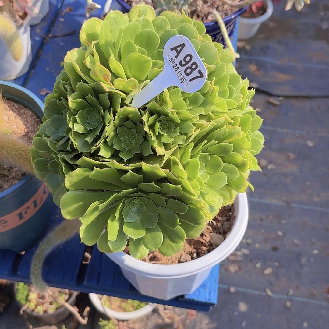 迷**橙A987绿杨蓉一物一拍