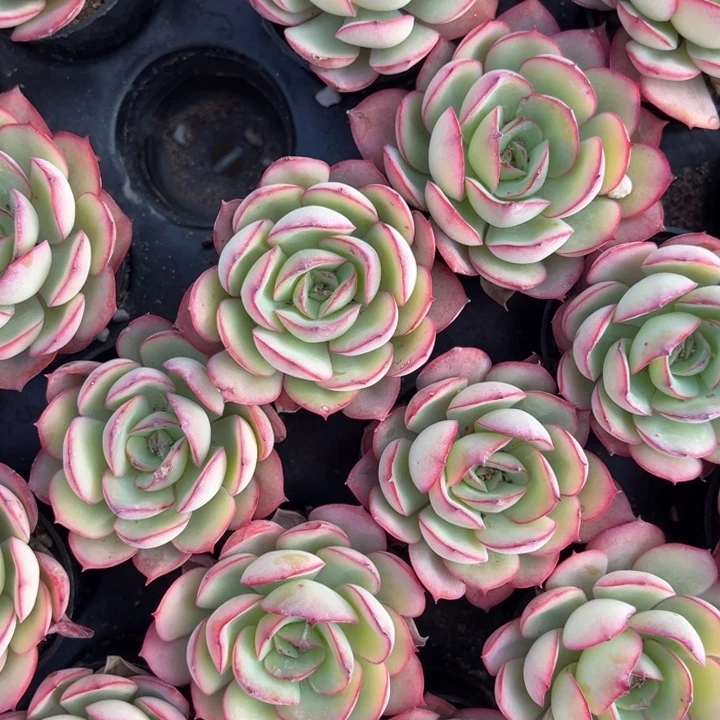 牡丹亭一颗量拍多肉满20包邮初7发