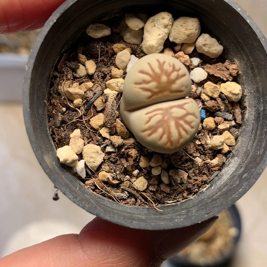 A365多肉植物保护