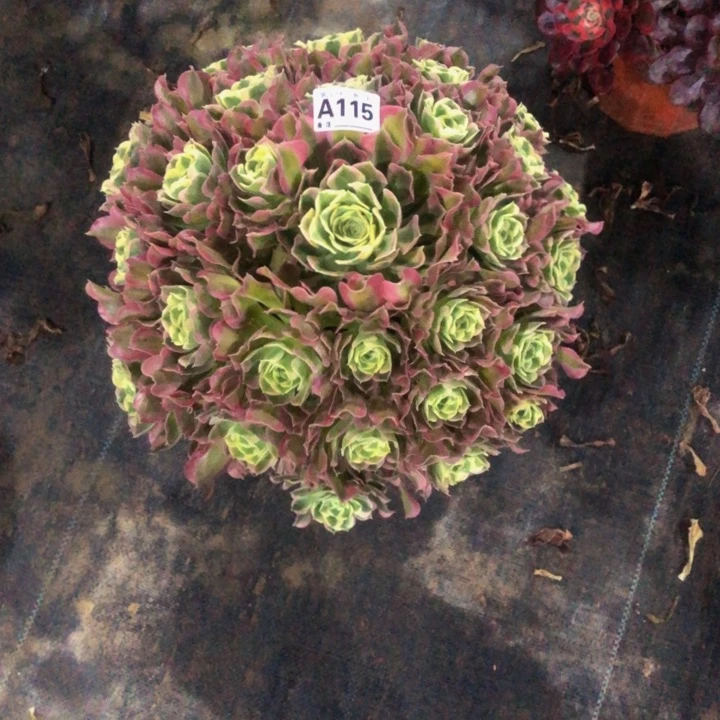 白凤多肉1150000000