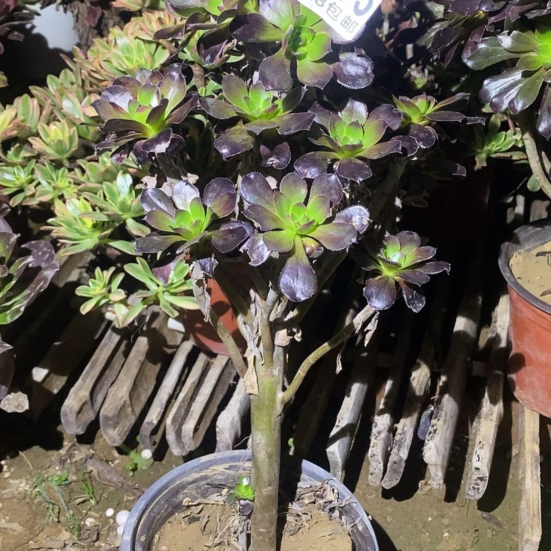 373 多肉植物不包断枝