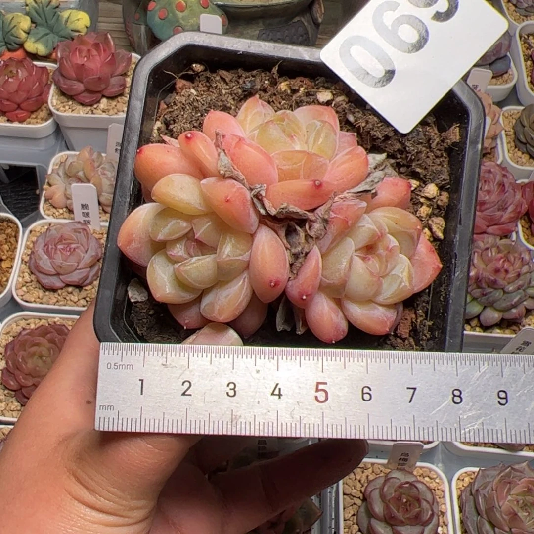 旺*喵069 多肉植物组合盆栽