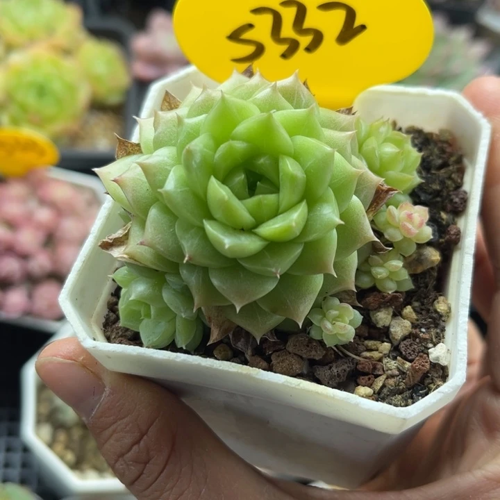 珍妮女王捧花群5332