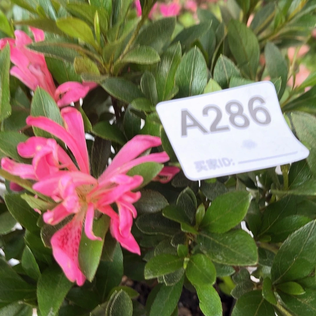 直播时间一直一直