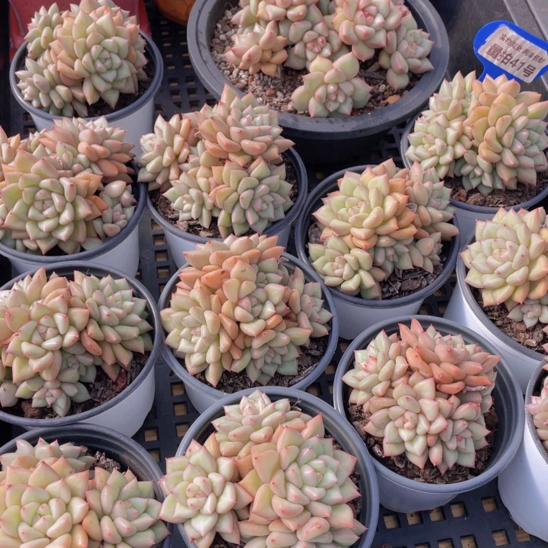 量拍41号 黄金象牙大群生一个