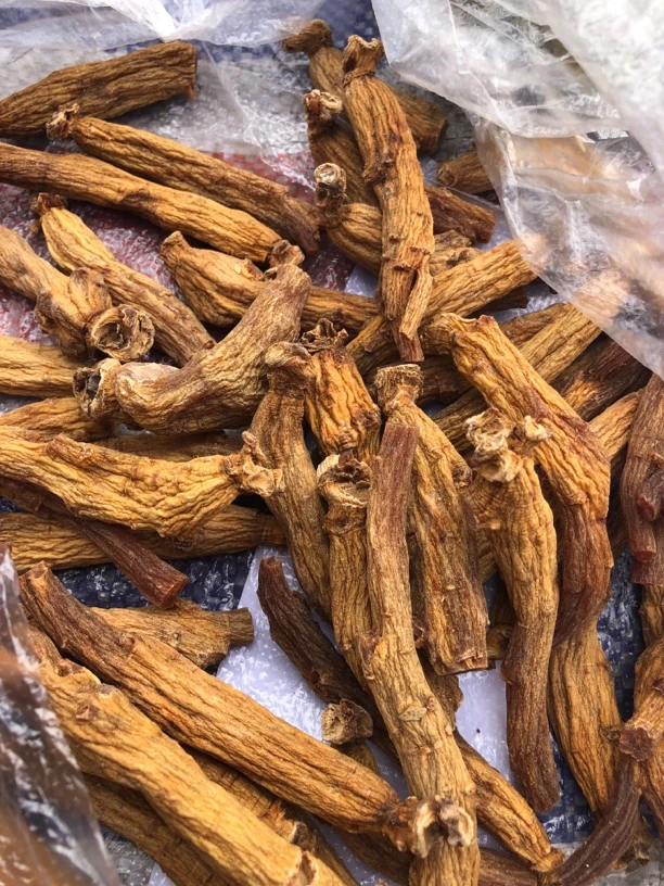现收下山红参临时链接