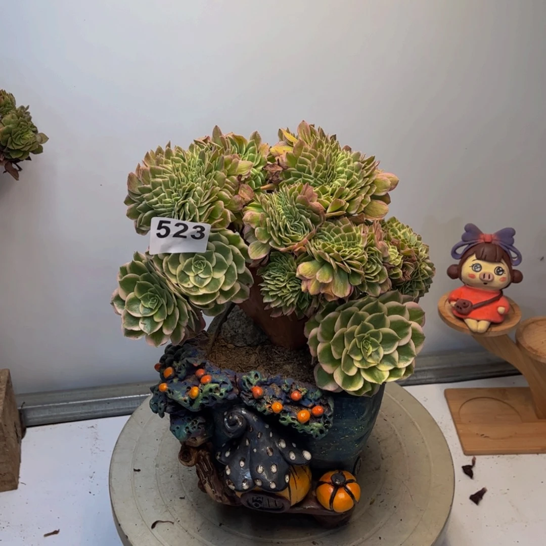 多肉植物海王缀523