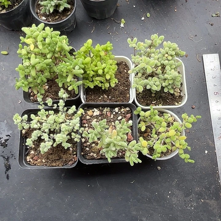 山****新手套餐6颗组合优选枝干