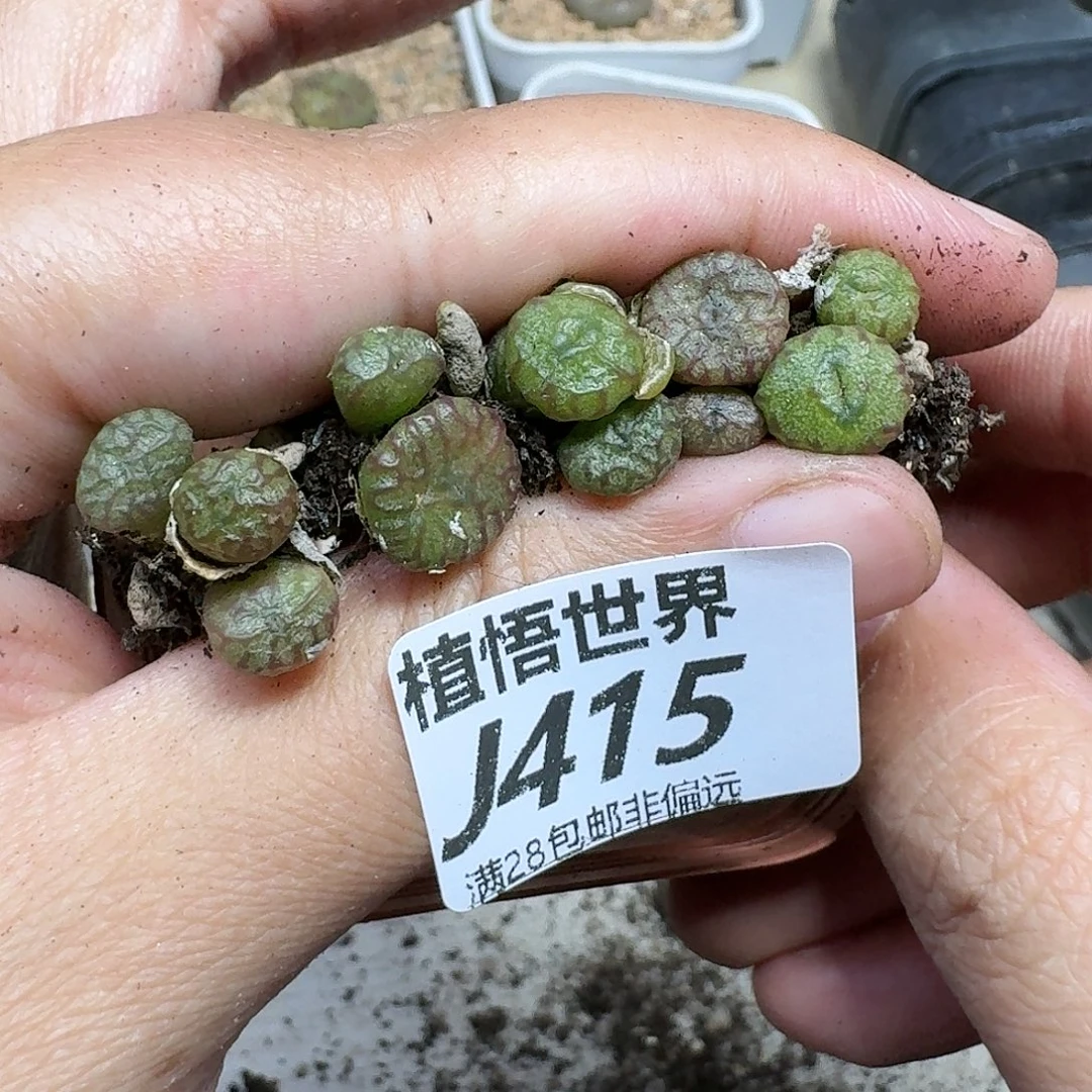 多肉植物多肉植物gh