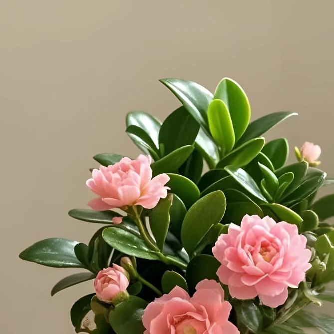 【热销100W】新品碧玉花卉绿植四季开花室内植物好养活的绿植