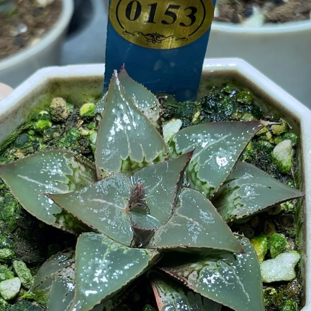 恭喜发财大吉大利0153