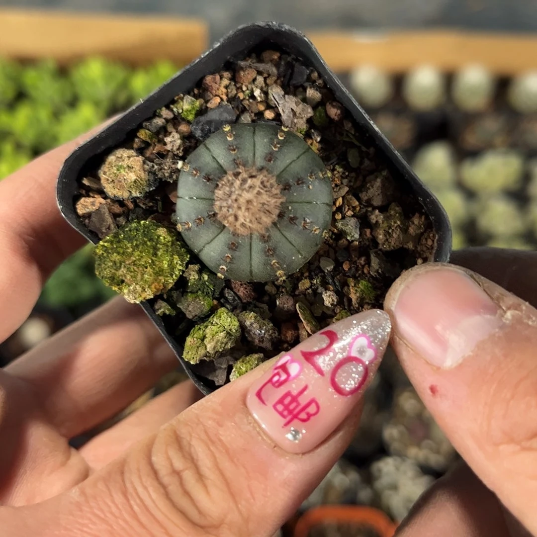 艳姬士童单头发货有根