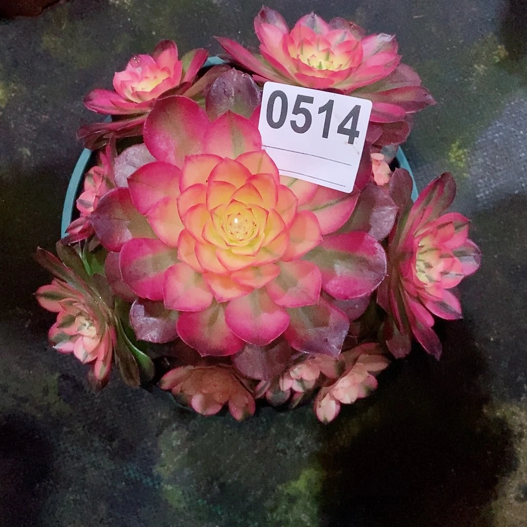 红陶岁**刀0514荔枝4冠服18.20