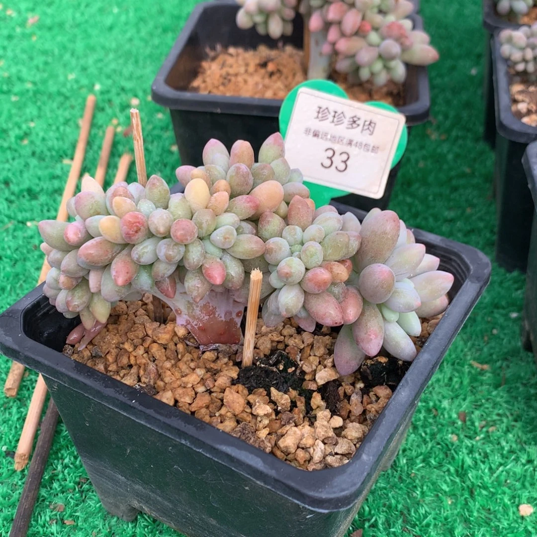 汤圆树缀一物一拍33