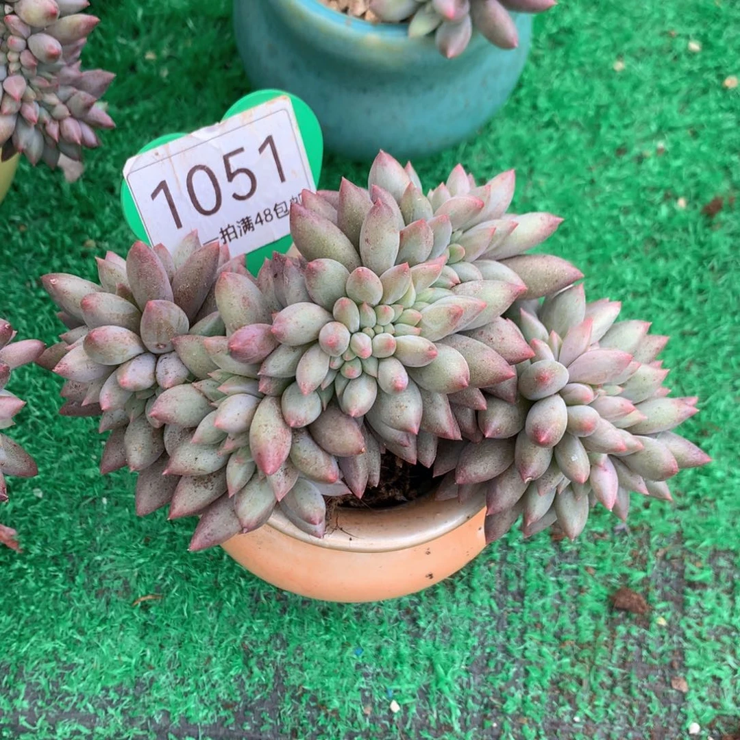 小***歌红蜻蜓缀化一物一拍1051