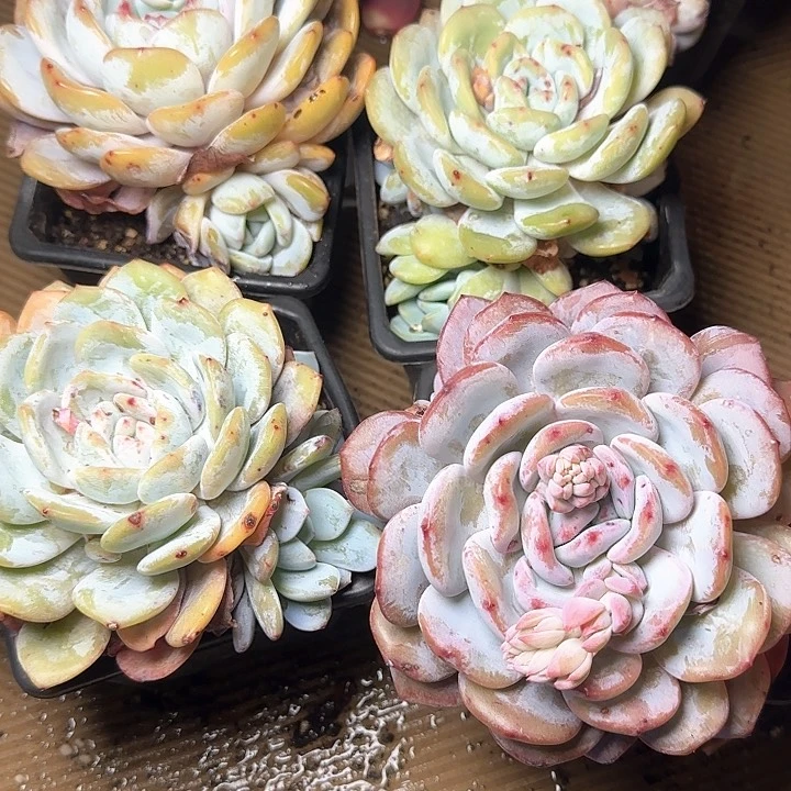 奶盖多肉植物29.8