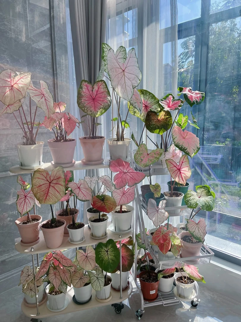 易活好养耐晒的彩叶芋盆栽适合阳台客厅摆放