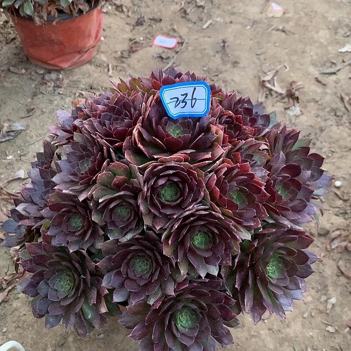 红魔多肉植物236