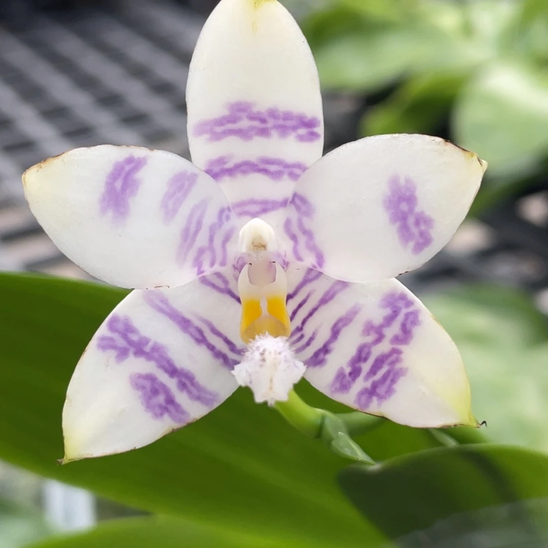 大部分开放少量花苞