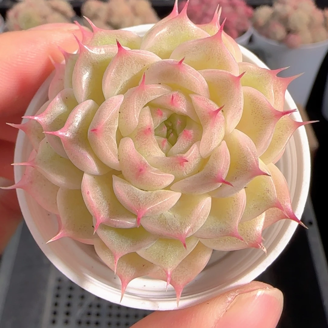 多肉0101-202小魔仙