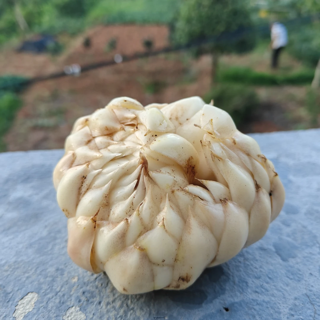 本地新鲜无熏硫食用百合2斤甜百合