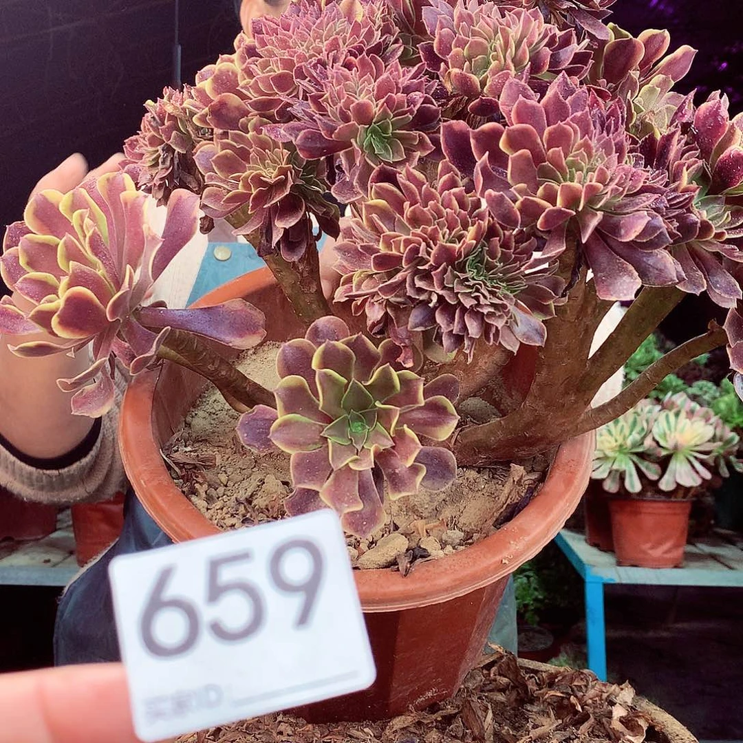 柒柒精品多肉脱土发货不包断侧枝659