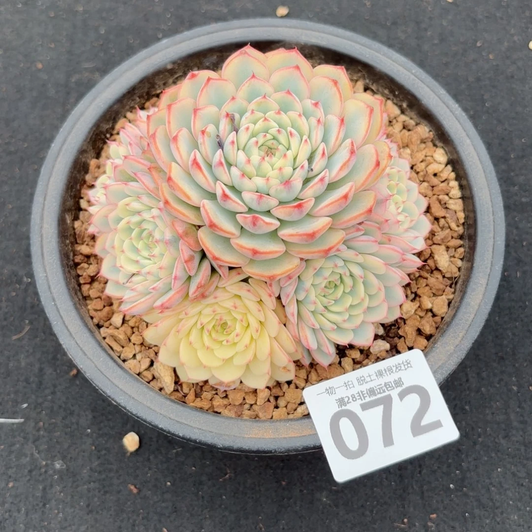 姬莲锦整群无盆土发货