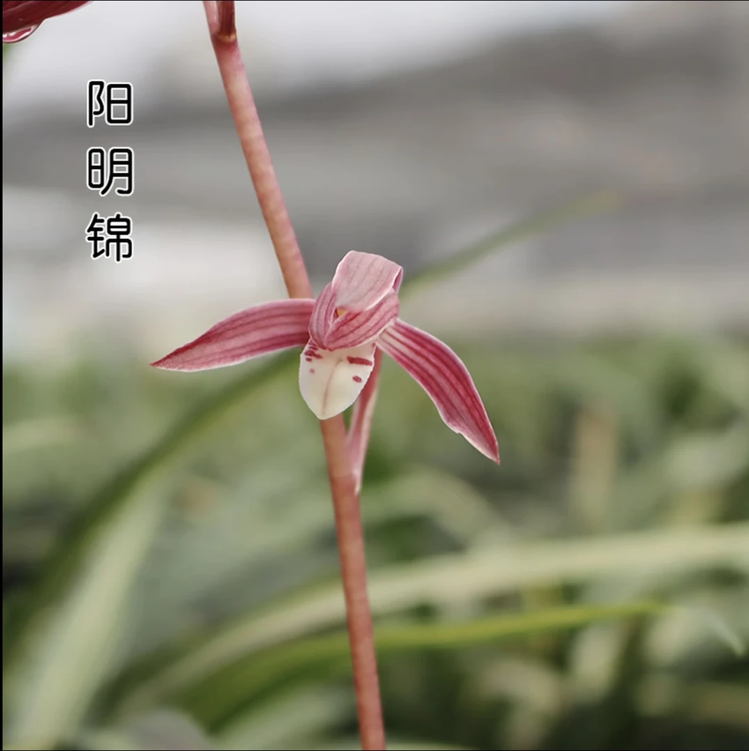 优兰精选——【阳明锦】 墨兰 白斑缟艺  浓香型美观 赏花观叶