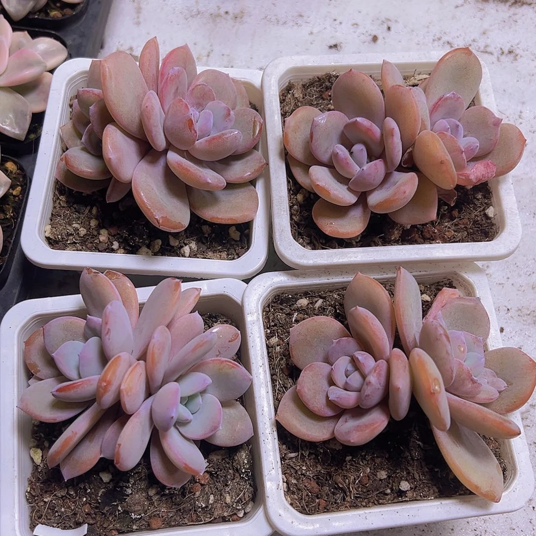 双头大奶茶19包邮多肉植物